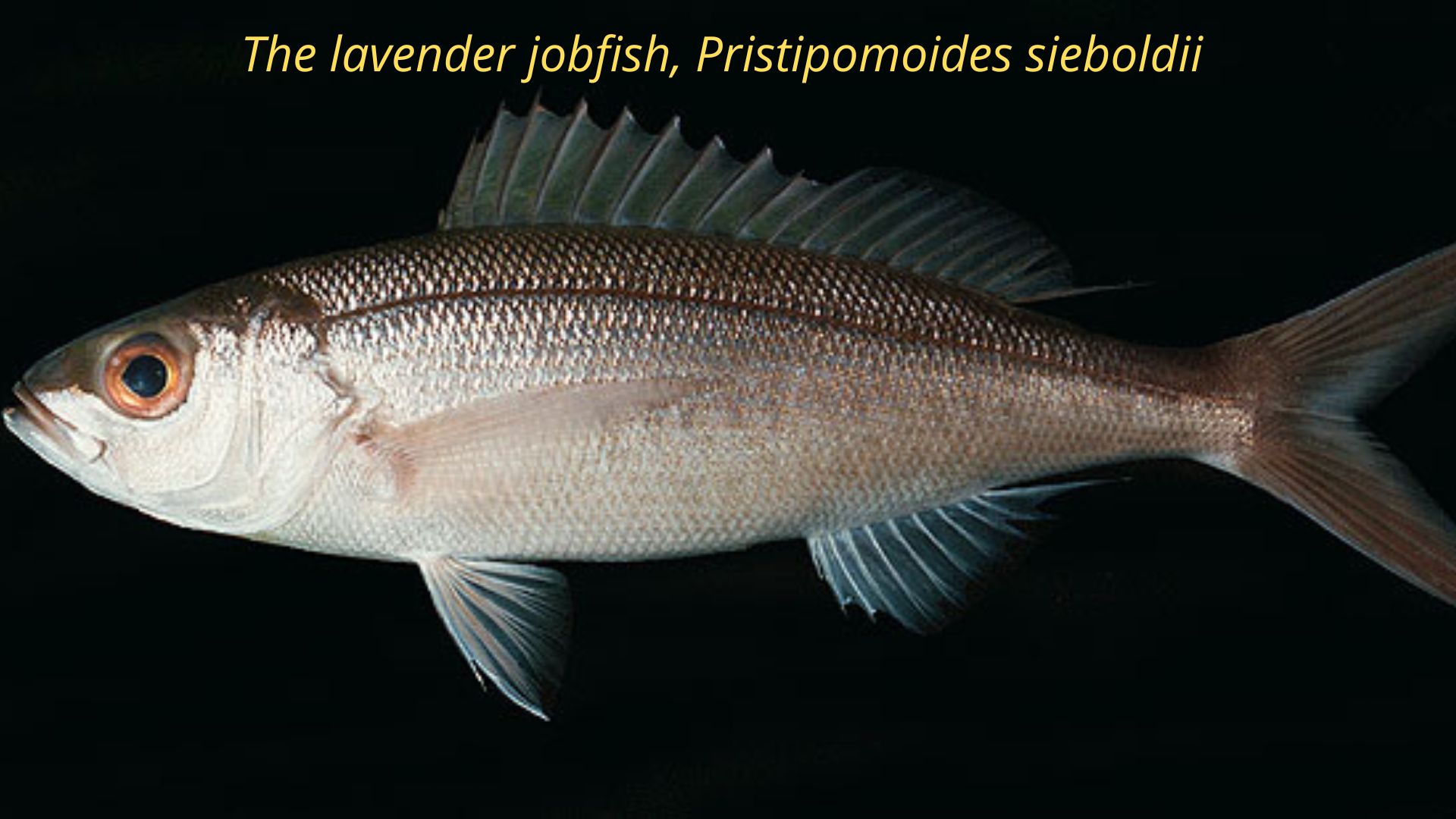 The lavender jobfish, Pristipomoides sieboldii 